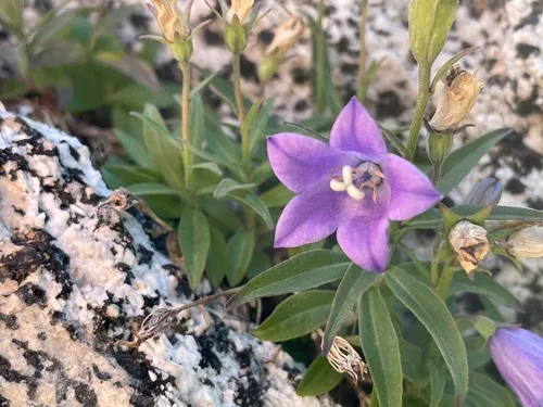 Parry's northern harebell