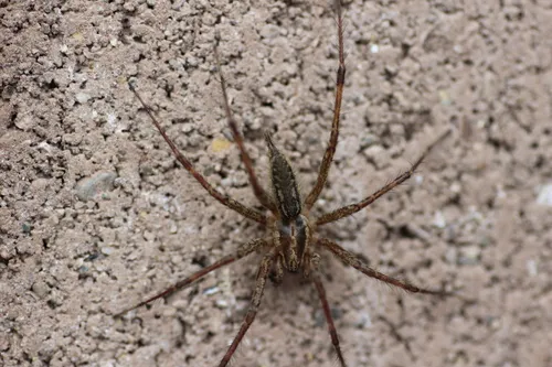 Pennsylvania Grass Spider