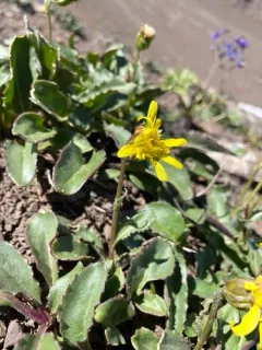 Olympic Mountain Ragwort thumbnail 2