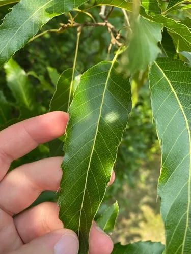Sawtooth oak