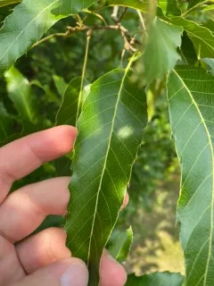 Sawtooth oak thumbnail 1