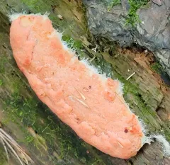 Dictydiaethalium plumbeum thumbnail 2