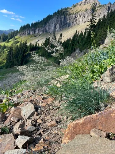 Rainier Reedgrass