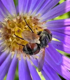 Gymnoclytia immaculata thumbnail 2