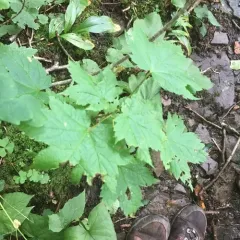 Mountain Maple thumbnail 4