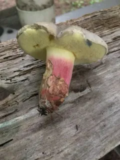 Caloboletus inedulis thumbnail 2
