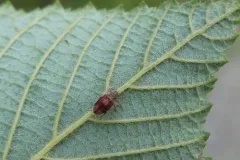 Alder Jumping Weevil thumbnail 3