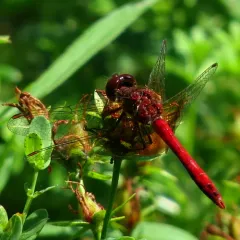 Band-winged Meadowhawk thumbnail 3