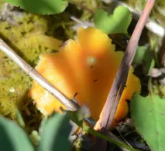 Persistent Waxcap thumbnail 4