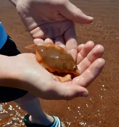 Yellowtail flounder thumbnail 1