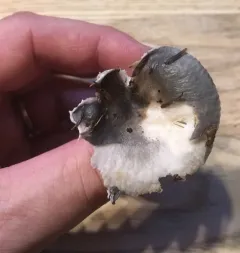 Russula redolens thumbnail 4