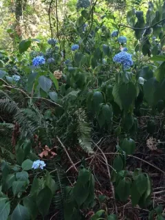mophead hydrangea thumbnail 1