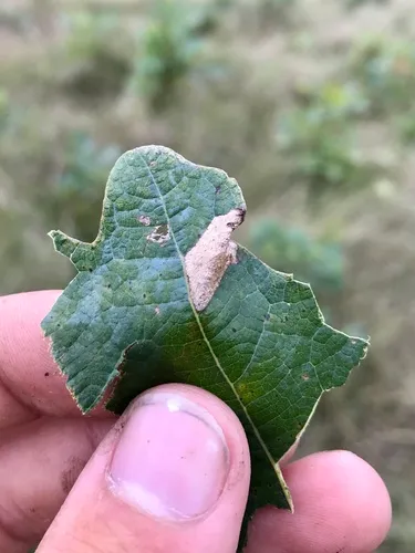 Phyllonorycter fitchella