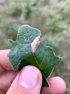 Phyllonorycter fitchella thumbnail 1