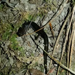 Eastern Red-backed Salamander thumbnail 2