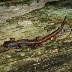 Four-toed Salamander thumbnail 2