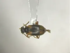 Syzeton fasciatus thumbnail 2