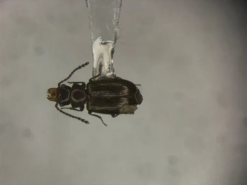 Charaphloeus convexulus