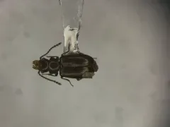 Charaphloeus convexulus thumbnail 1