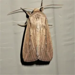 Linda's Wainscot thumbnail 4