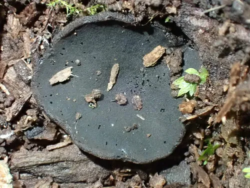 Galactinia saniosa