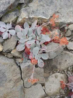 granite buckwheat thumbnail 1