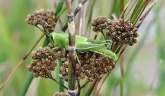 American Bird Grasshopper thumbnail 3