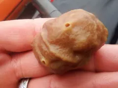 Hermit Crab Sponge thumbnail 3