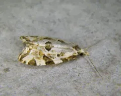 Angular Aethes Moth thumbnail 2