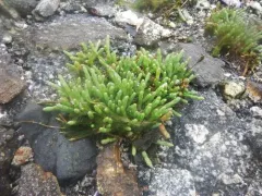 Perennial Glasswort thumbnail 3