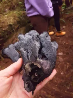 Maggie's Blue Chanterelle thumbnail 2