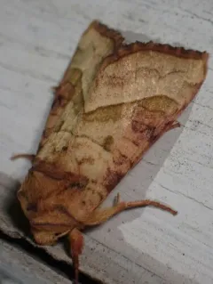 Figwort Borer Moth thumbnail 3