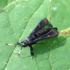 Virginia Creeper Clearwing thumbnail 2