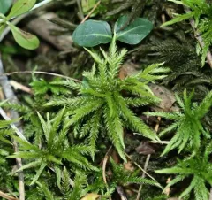 American Tree Moss thumbnail 2
