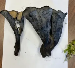 Maggie's Blue Chanterelle thumbnail 3