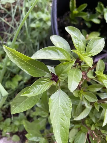 Sweet basil