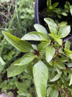 Sweet basil thumbnail 1