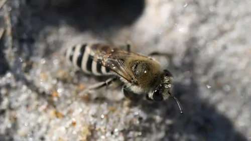 Beach Dune Cellophane Bee