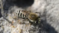 Beach Dune Cellophane Bee thumbnail 1
