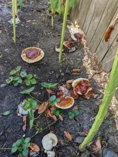 Ganoderma polychromum thumbnail 3