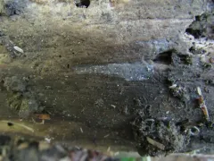 Myxarium podlachicum thumbnail 2