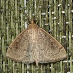 Anania extricalis thumbnail 4