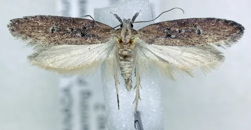 Pyramidobela quinquecristata