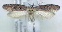 Pyramidobela quinquecristata thumbnail 1