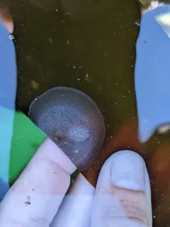 Pacific Corambe thumbnail 2