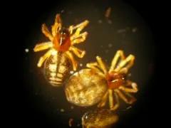 Grammonota kincaidi thumbnail 4