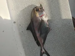 Pacific Pomfret thumbnail 2