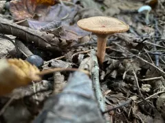 Eye Spot Milky thumbnail 4