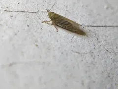 Graminella fitchii thumbnail 3