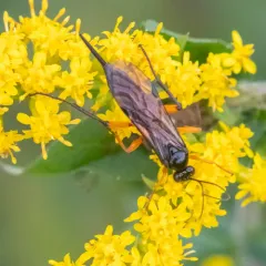 Pimpla pedalis thumbnail 3